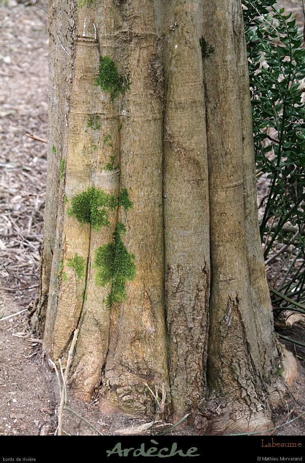 20120226_labeaume_bordsderiviere_bois