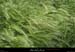 20070428_rivesbeaumessstgenest1