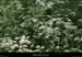 20070428_rivesbeaumessstgenest2