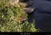 20110827_labeaume_chamontin_gorgesdelabeaume09