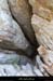20130303_gorgesbeaume_grottesschamontin2