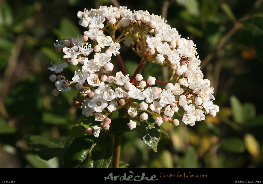 20090322_labeaumefleur