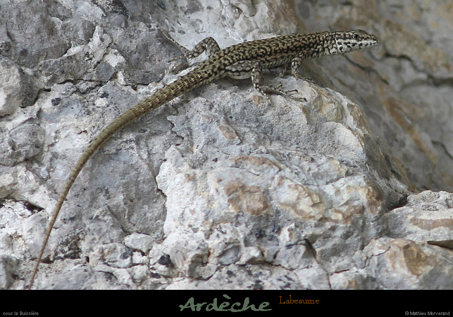 20110521_labeame_sslabuissiere_lezard2