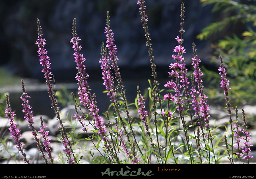 20110815_labeaume_gorgesouslajarjatte3