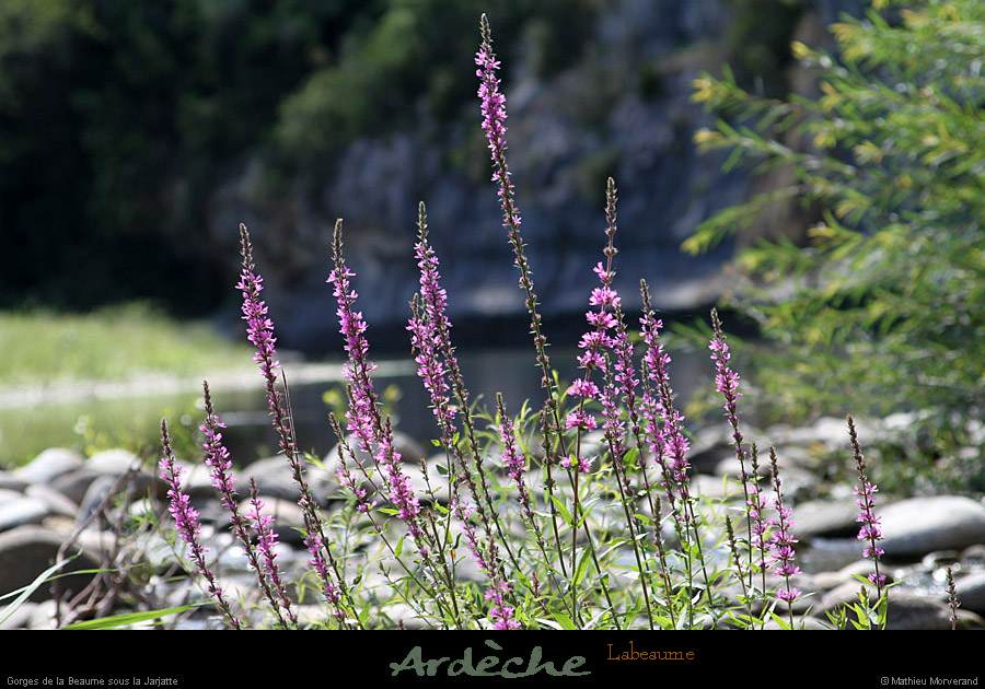 20110815_labeaume_gorgesouslajarjatte4