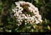 20090322_labeaumefleur