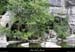 20090607_baume_cirqueplatane_falaises22