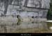 20090607_baume_cirqueplatane_falaisesam6