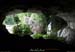 20090607_baume_cirqueplatane_grotte03