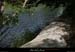 20090607_baume_jarjatte