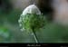 20110521_labeame_pentessslabuissiere_fleur1
