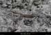 20110521_labeame_sslabuissiere_lezard1