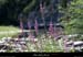 20110815_labeaume_gorgesouslajarjatte4