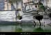 20200722_platane2