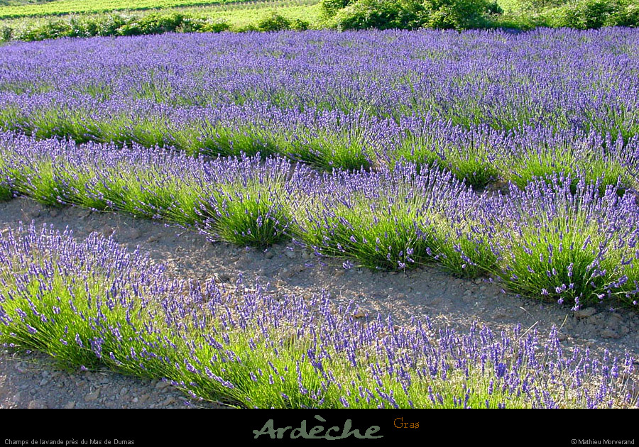 20010701_plateaudulaoul_lavande_1
