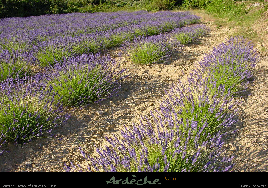 20010701_plateaudulaoul_lavande_3