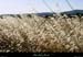 20010701_plateaudulaoul_htesherbes