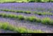 20010701_plateaudulaoul_lavande_1