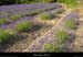 20010701_plateaudulaoul_lavande_3