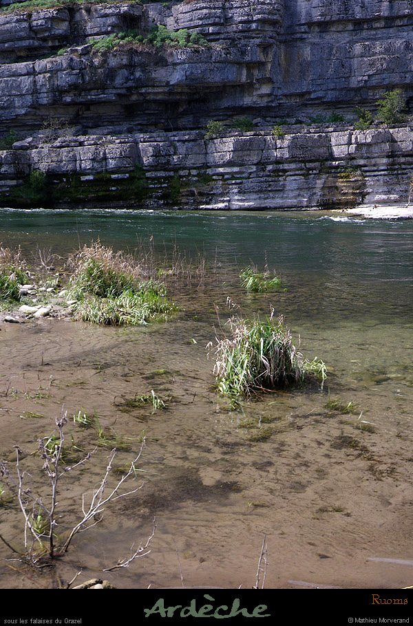 20100410_rapidegrazel4