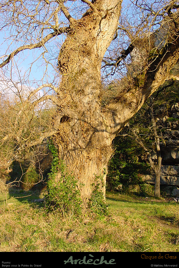20040103_cirquedegens_pointene_arbre_2