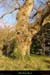 20040103_cirquedegens_pointene_arbre_2