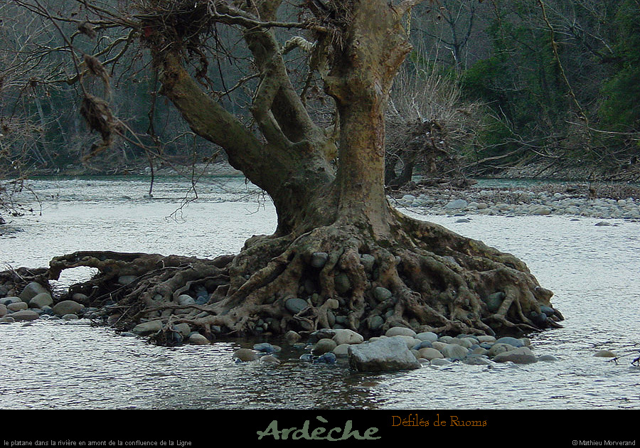20040103_cirquedegens_arbre_1