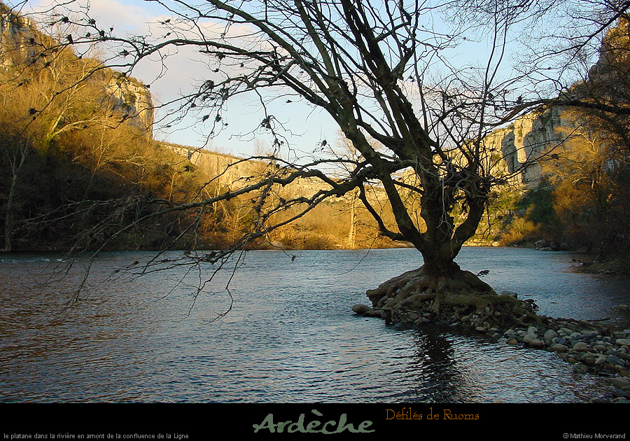 20040103_cirquedegens_arbre_2