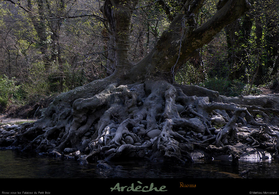 20100410_ssfalaisespetitbois_arbre2