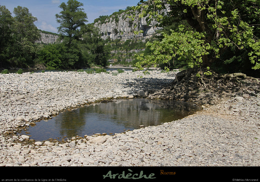 20110501_ruoms_amconfluence_arbrearaignee1