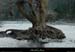 20040103_cirquedegens_arbre_1