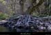 20100410_ssfalaisespetitbois_arbre1
