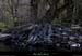 20100410_ssfalaisespetitbois_arbre2