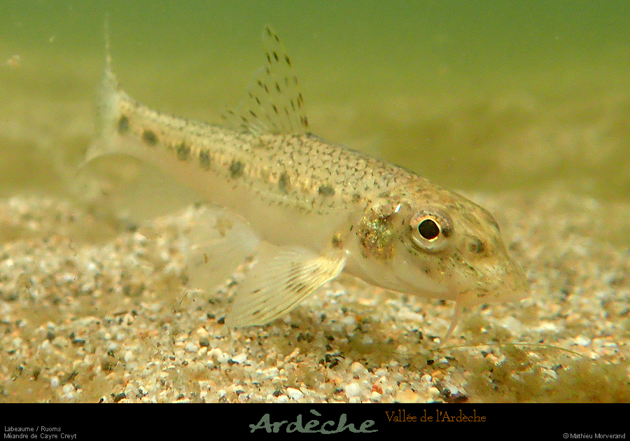 20170914_avalconfluencepoisson1