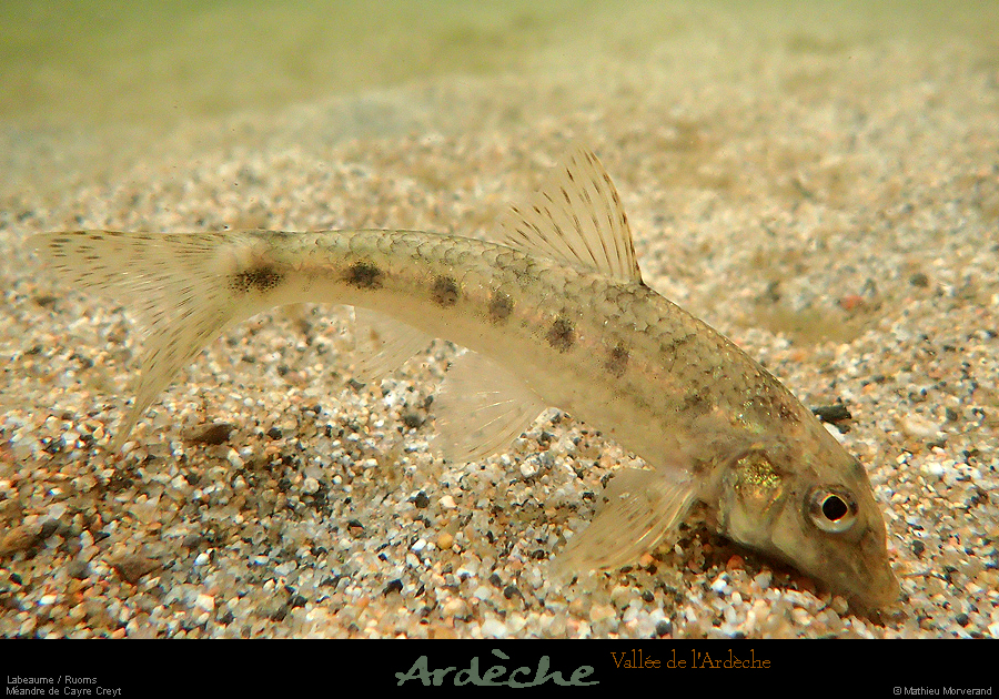 20170914_avalconfluencepoisson3