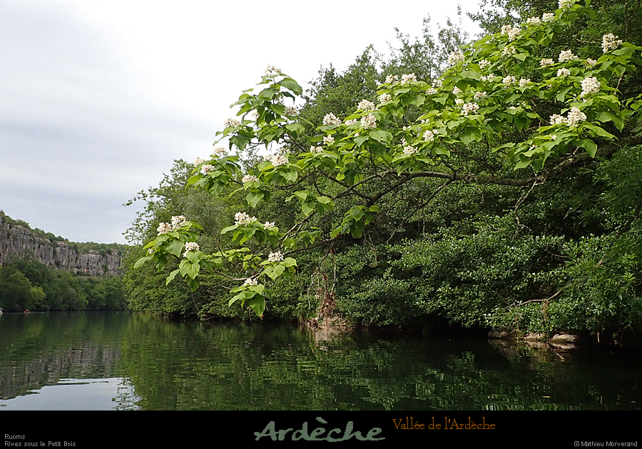 20190609_catalpa1