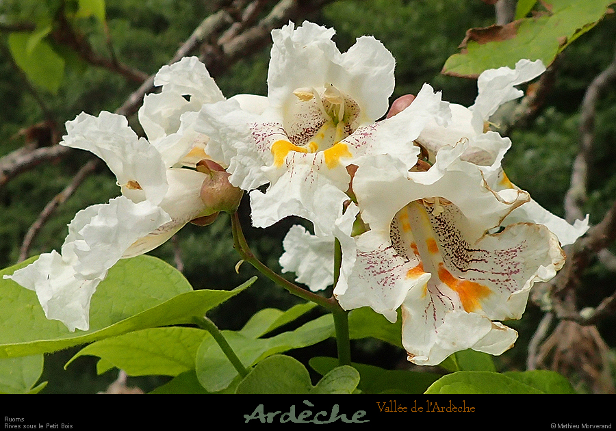 20190609_catalpafleurs4