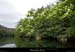 20190609_catalpa1