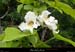20190609_catalpafleurs1