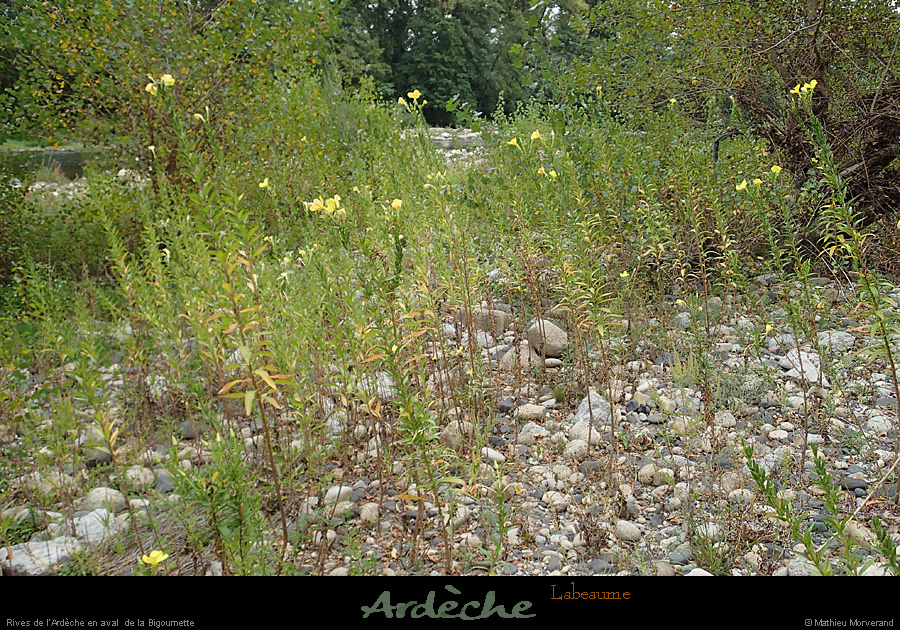 20130928_labeaume_avalbigournette_rivesdardeche1