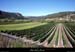 20100910_valleeibie_vignes