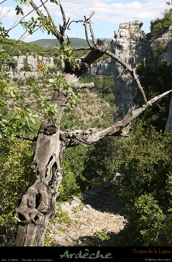 20090718_boisstmartin_passageligne1
