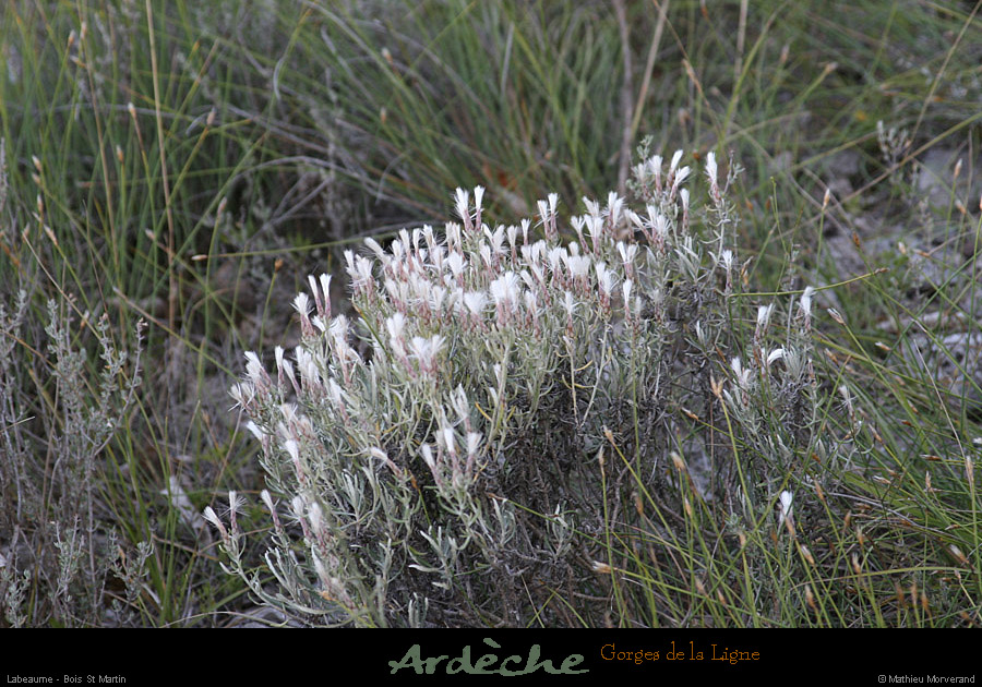 20090718_valleeligne_plante