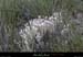 20090718_valleeligne_plante