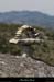 20130416_labeaume_sentiercornicheligne_cairn08
