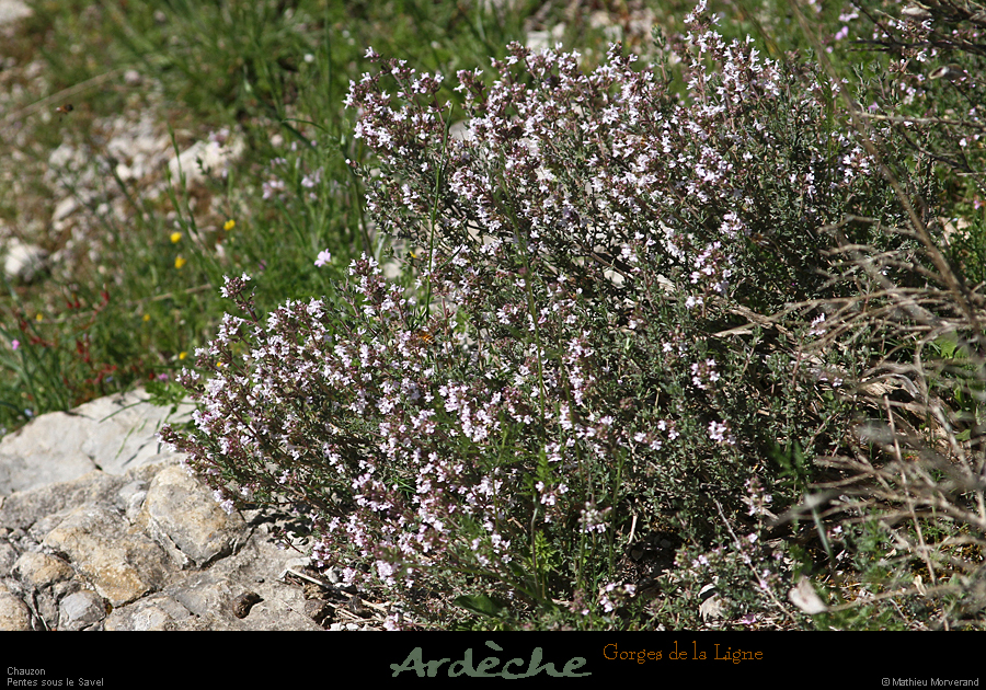 20190506_gorgesligne4