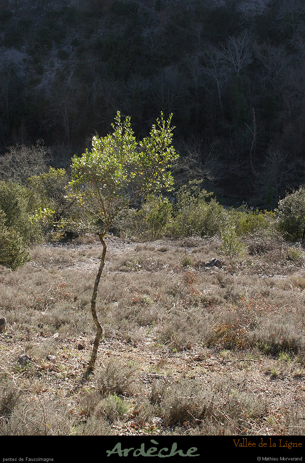 20090315_faussimagne_pentesvalleeligne1