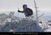 20100131_coux_raquettes