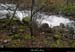 20131225_crueresurgencebaumepecher05