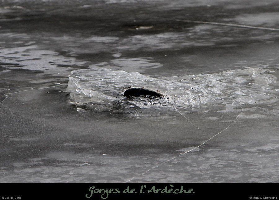 20120210_gorgesardeche_gaud_rivieregeleedetails09